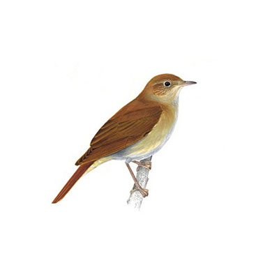 Nightingale