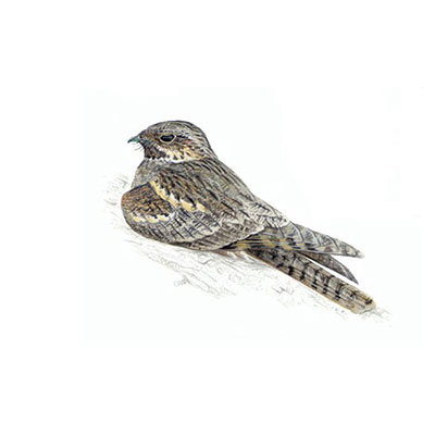 Nightjar
