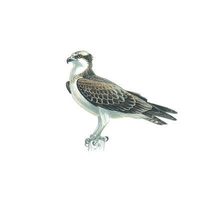  Osprey 