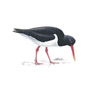 Oystercatcher
