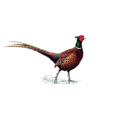  Pheasant 