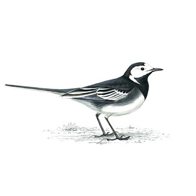 Pied Wagtail