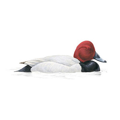 Pochard
