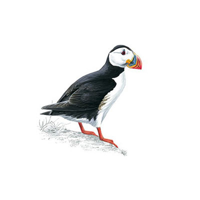 Puffin