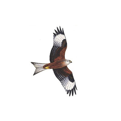 Red Kite