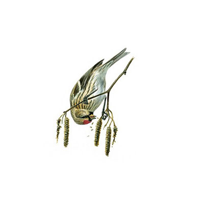 Redpoll