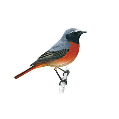  Redstart 