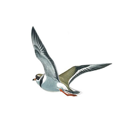  Ringed Plover 