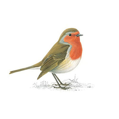 Robin