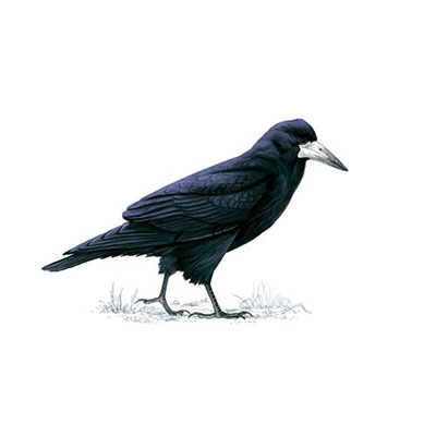  Rook 