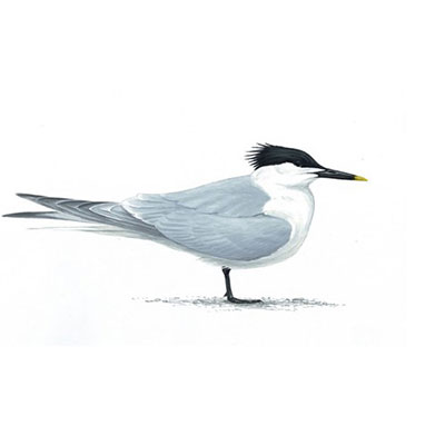 Sandwich Tern 