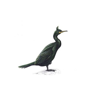 Shag 
