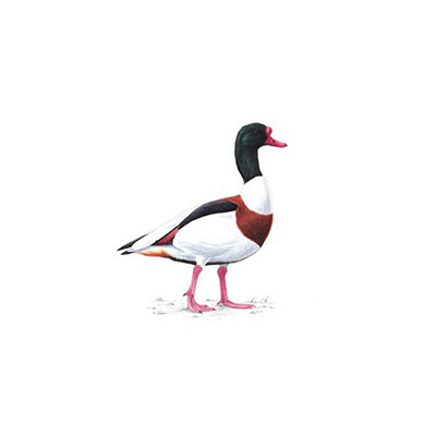 Shelduck