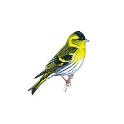  Siskin 