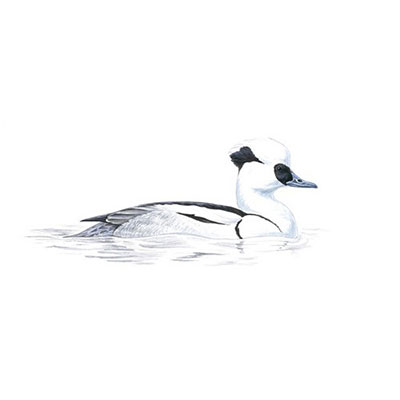  Smew 