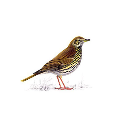 Song Thrush