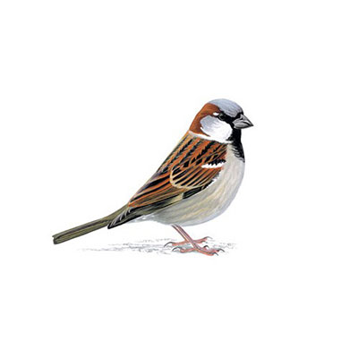 Sparrow