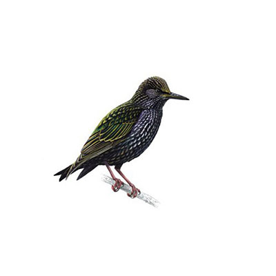 Starling