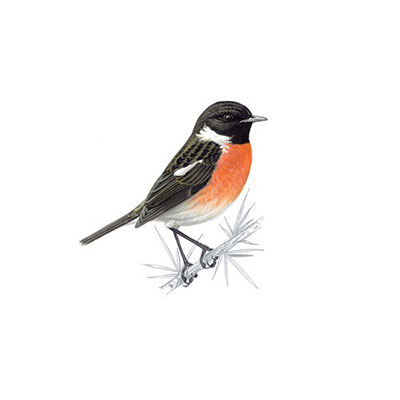  Stonechat 