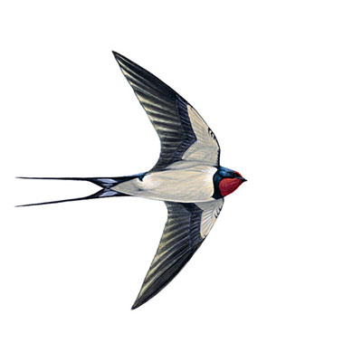 Swallow