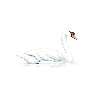 Swan