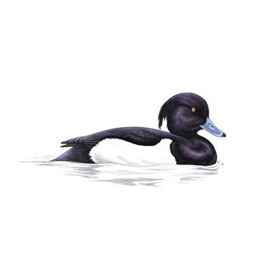 Tufted Duck