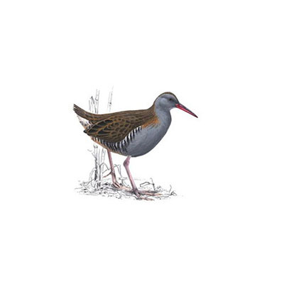  Water Rail 