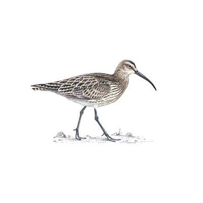  Whimbrel 