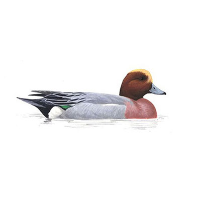 Wigeon