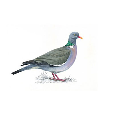 Wood Pigeon