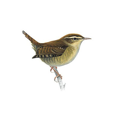 Wren