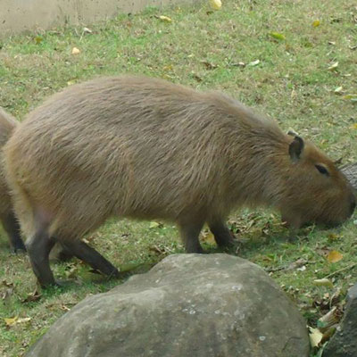 Capybara