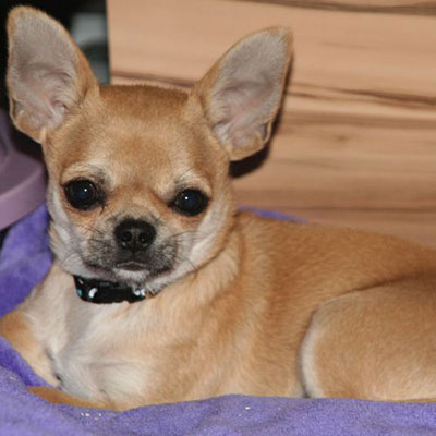 Chihuahua