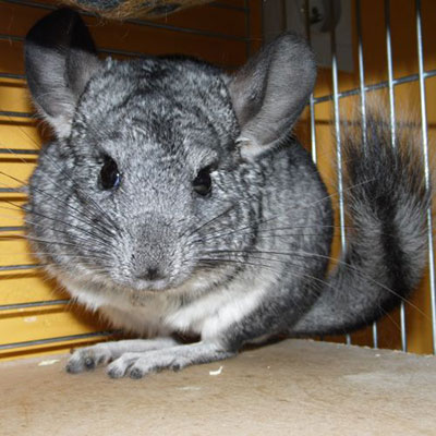 Chinchilla