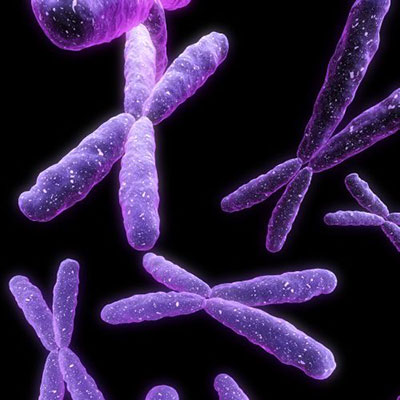 Chromosomen