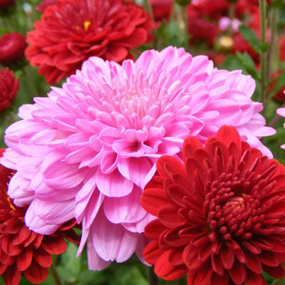Chrysanthemen