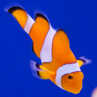 Clownfisch