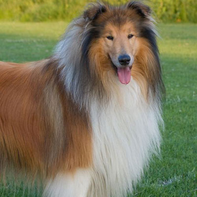  Collie 