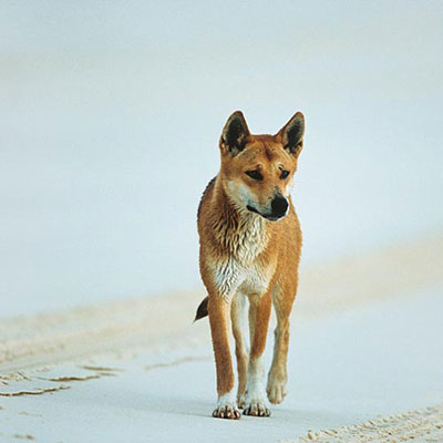  Dingo 