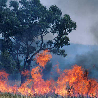 Bush Fire