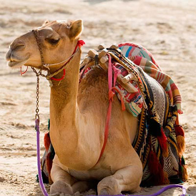 Camel