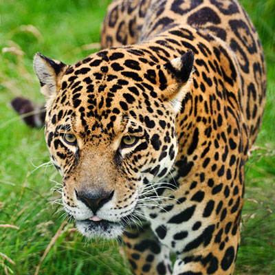 Jaguar