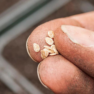  Seeds 