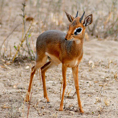 Dik-dik