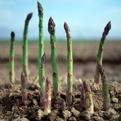  Asparagus 