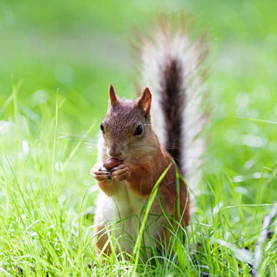 Squirrel