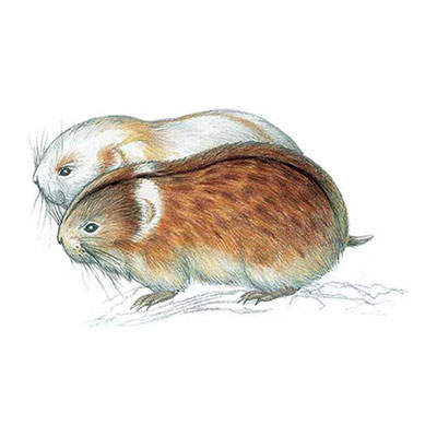  Arctic Lemming 