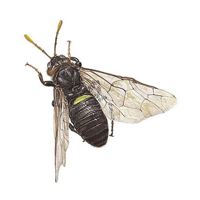  Birch Sawfly 