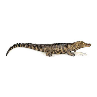 Black Caiman