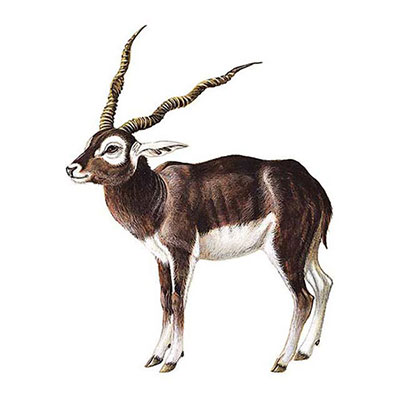 Blackbuck